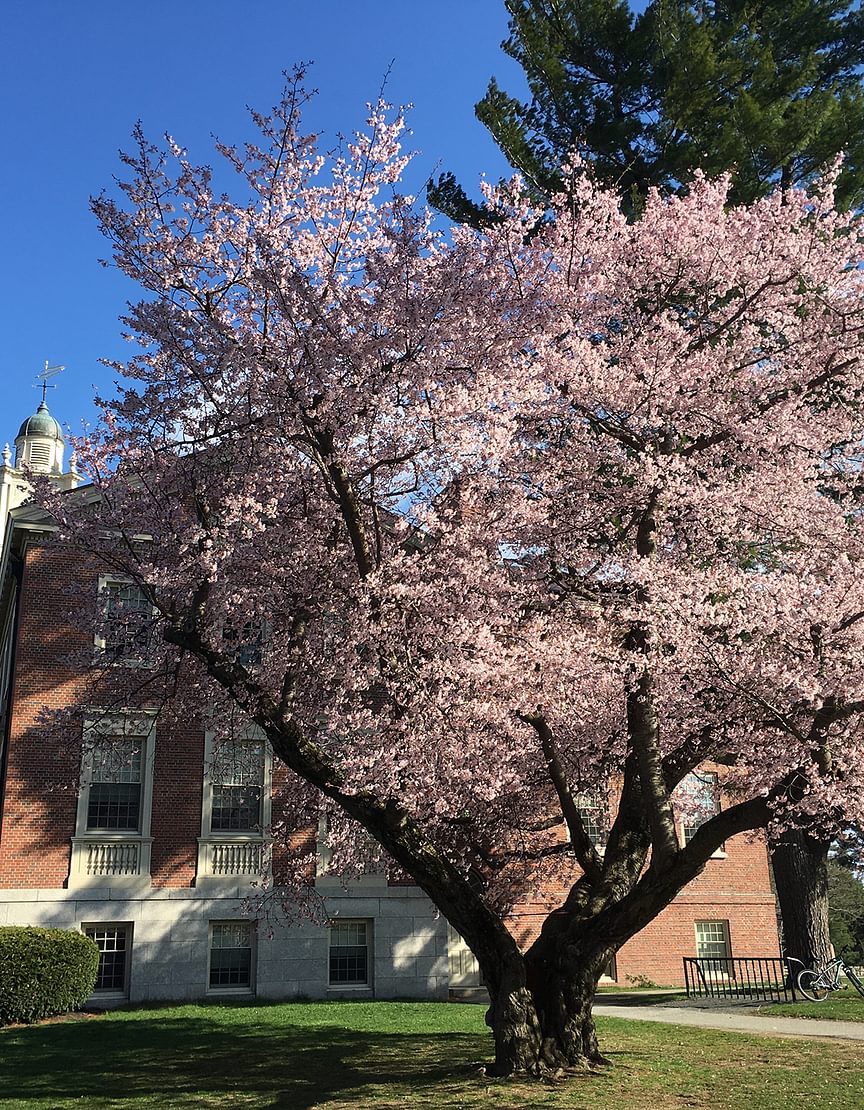 Cherry Tree