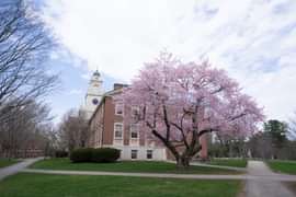 Cherry Tree